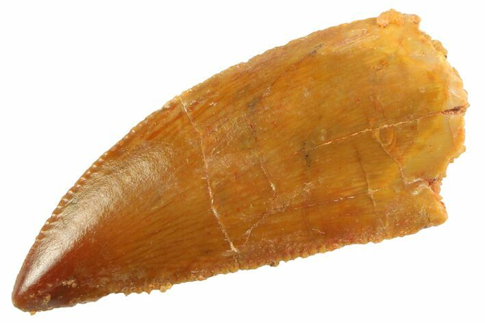 Serrated Raptor Tooth - Real Dinosaur Tooth #347070